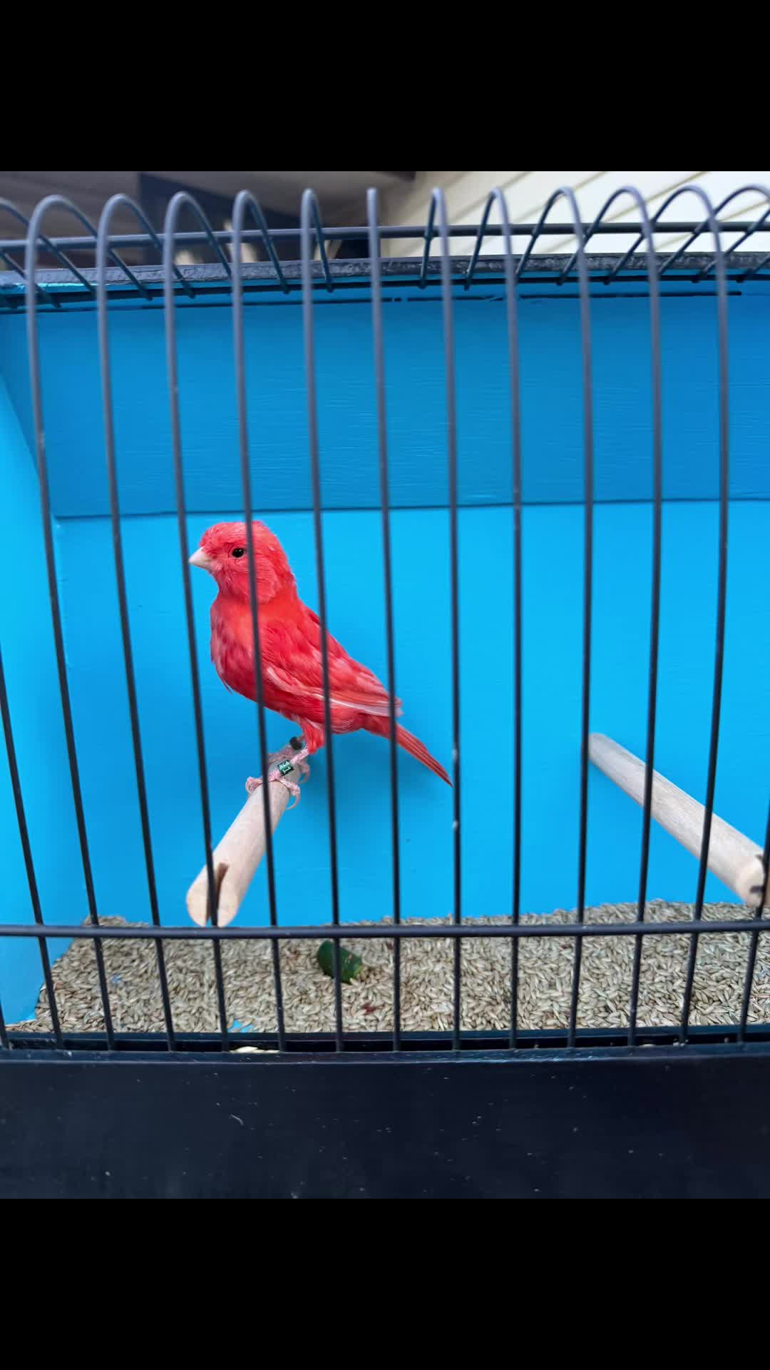 @AviarioUreña