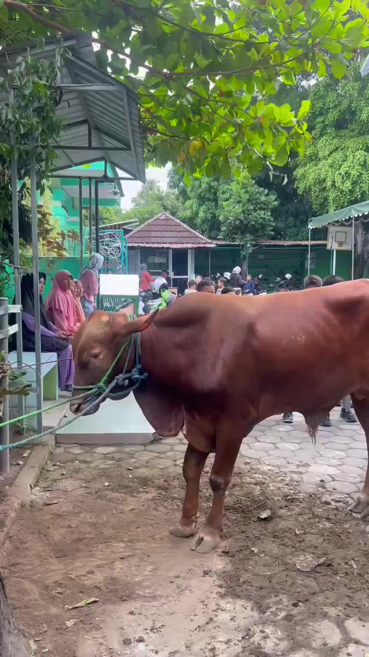 @sdnjetisharjoyogyakarta