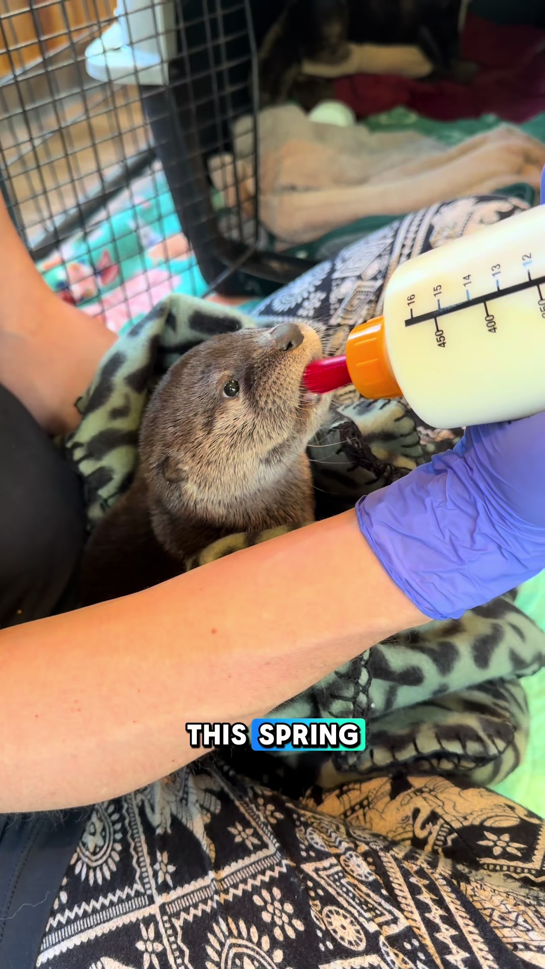 @Wild For Life Inc.