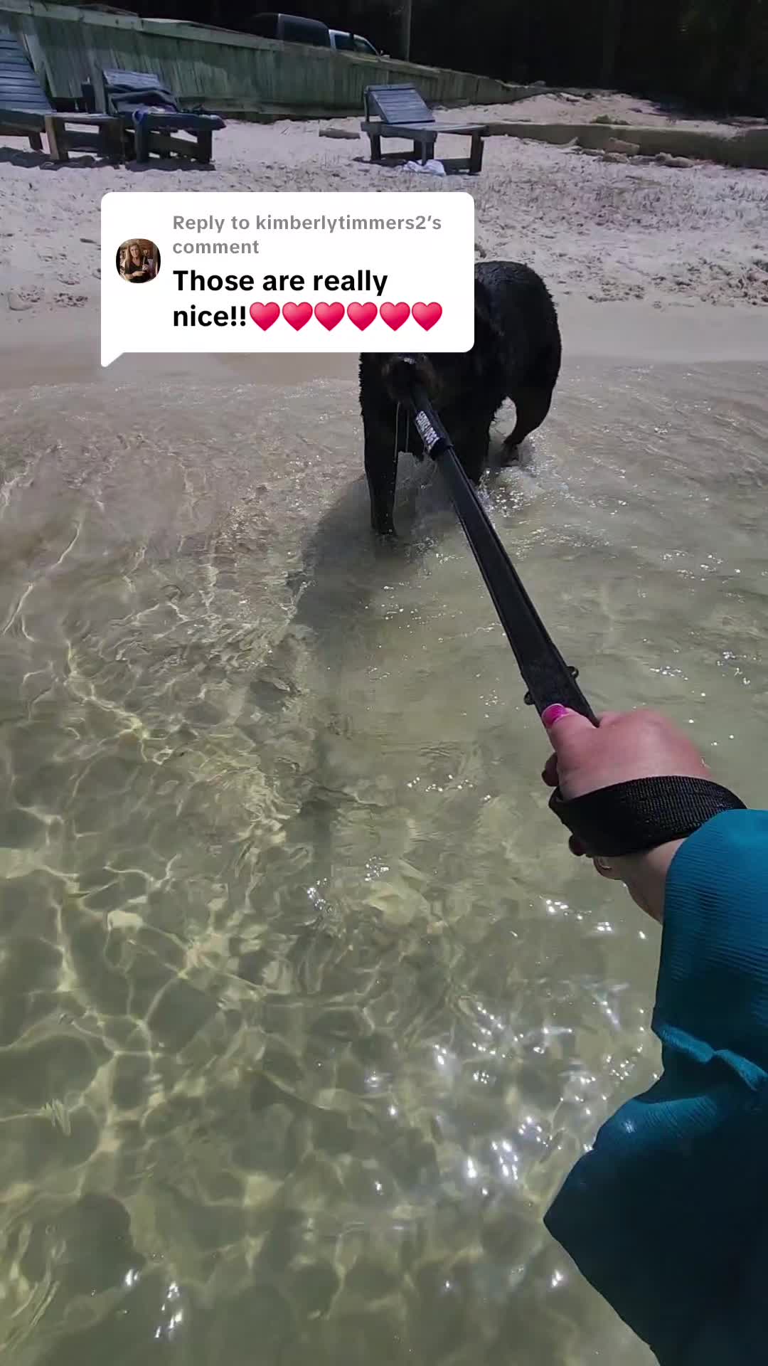 @minihorsemomandtrainer🐴🐴🐴🐴