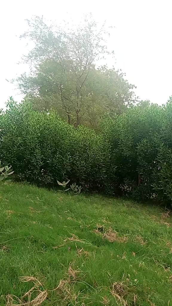 @sumee jeebahawalpur
