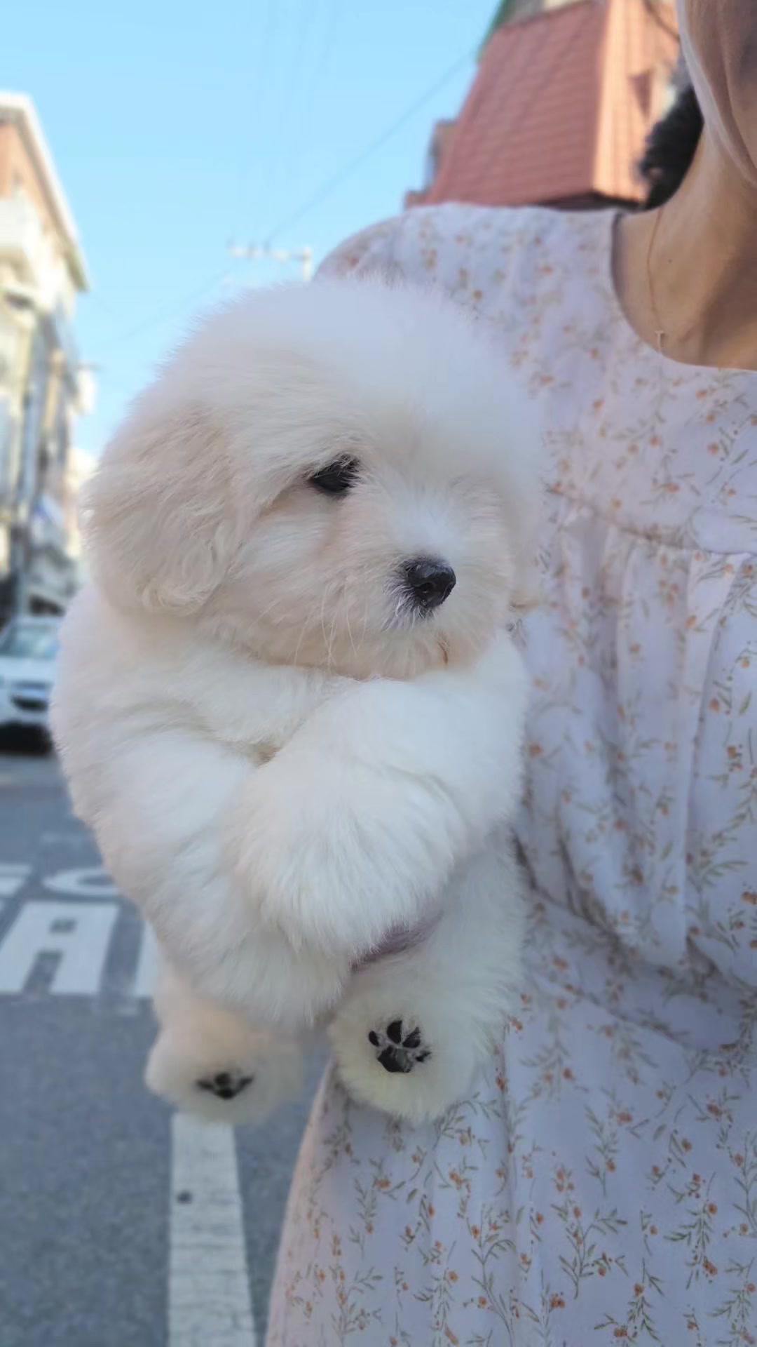 @premiumpet_official