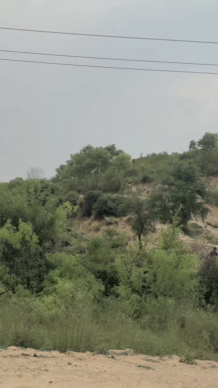 @sajidnihalka923