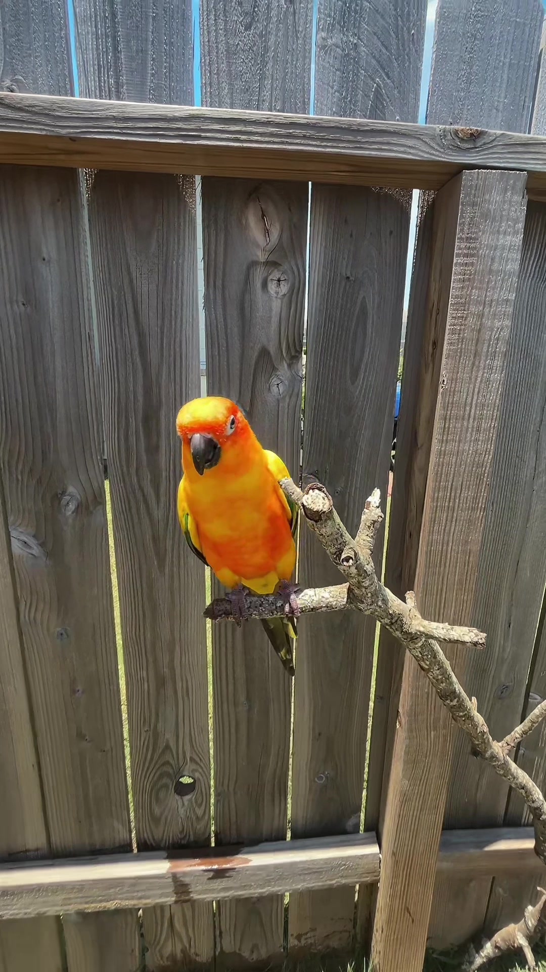 @Suncheepo🦜