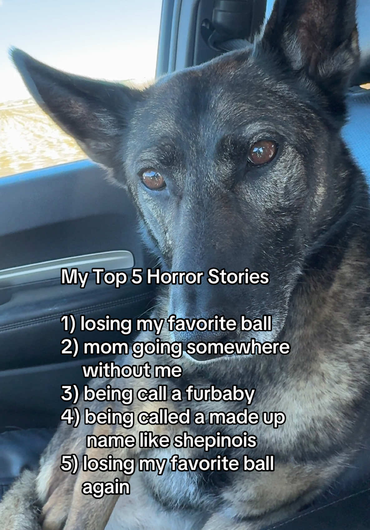 @K9 Dina