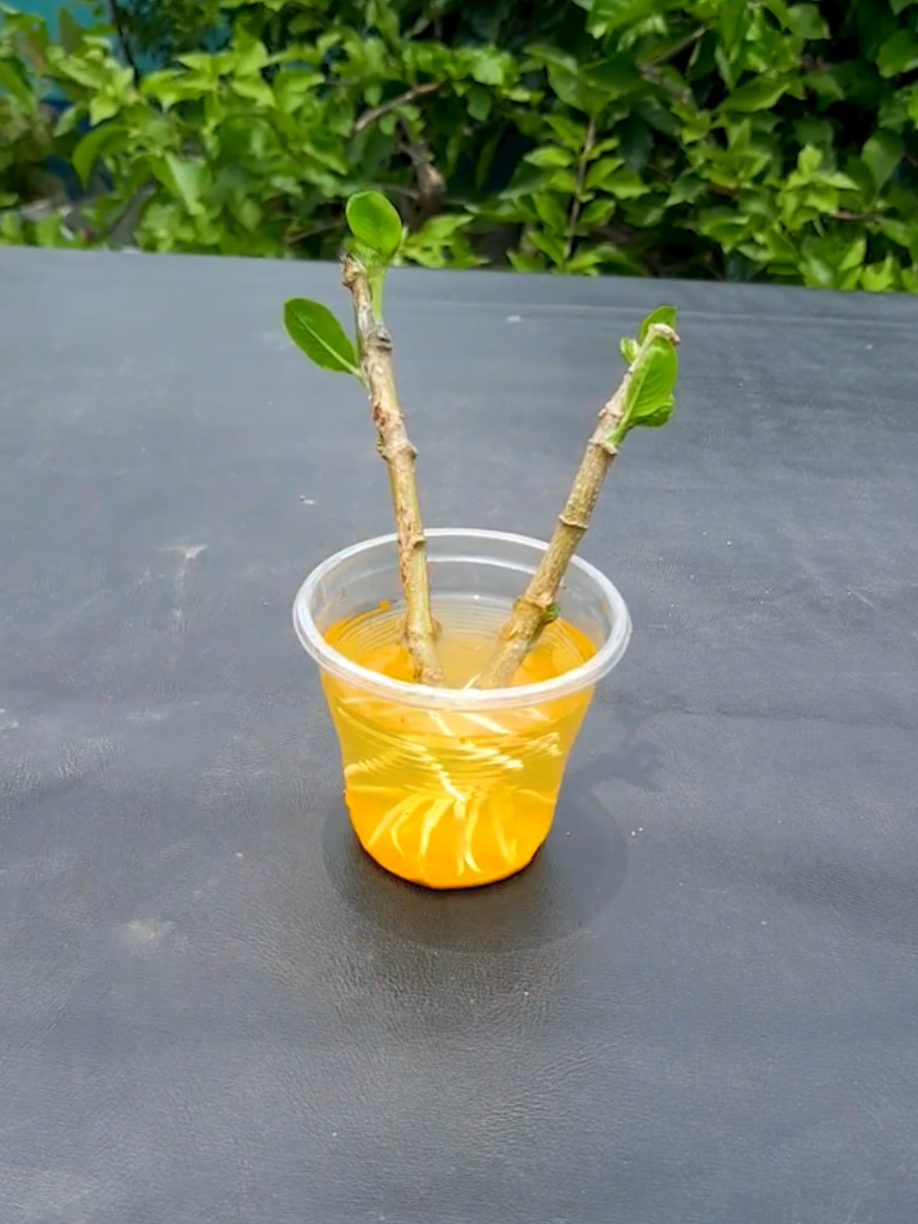 @PlantsLife