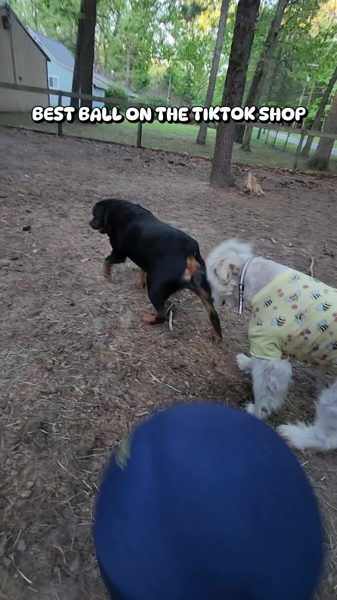 @minihorsemomandtrainer🐴🐴🐴🐴