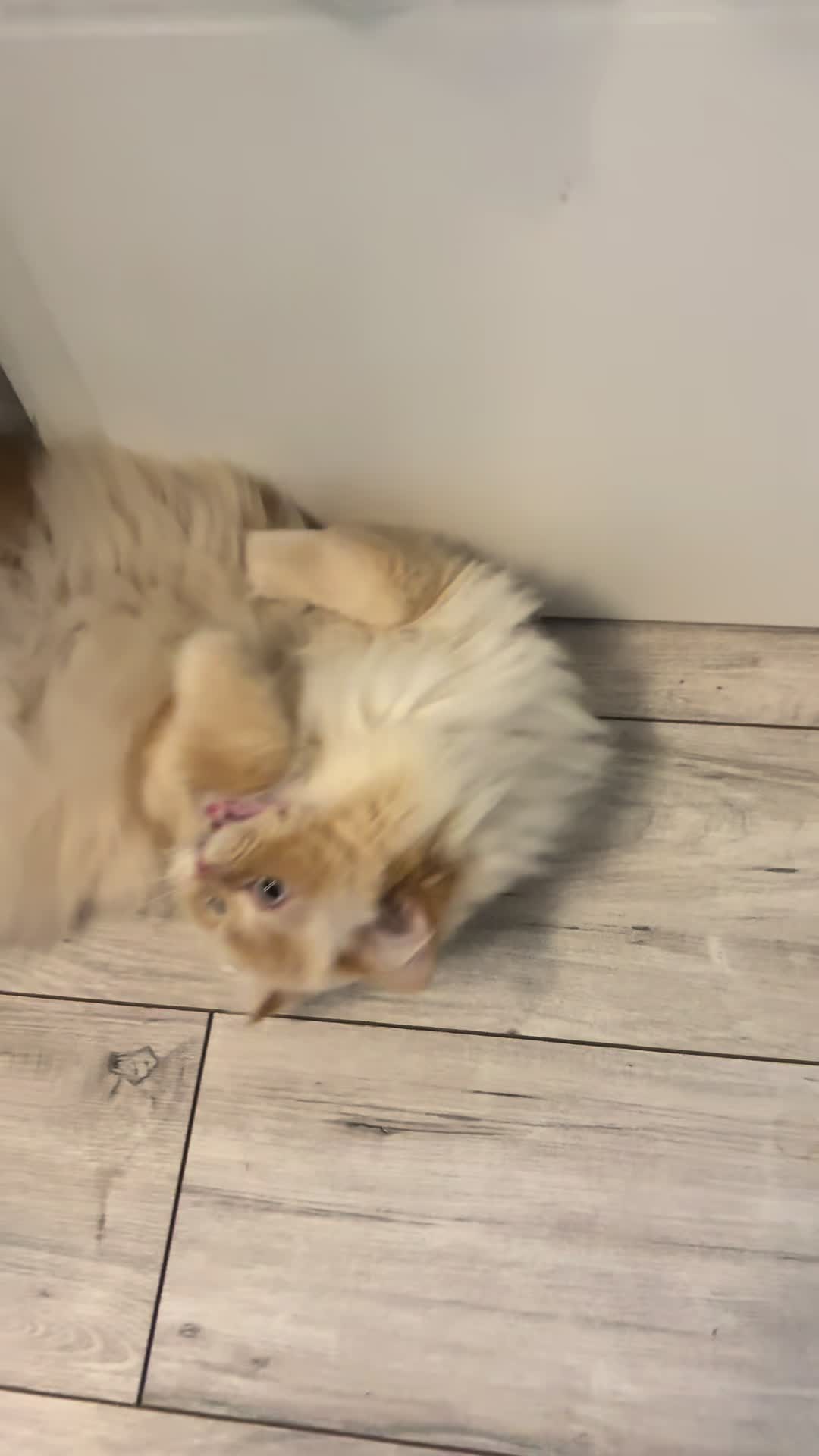 @milo.sigma0