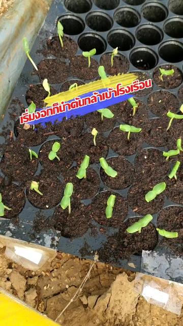 @Mote เมล่อนและไม้ด่าง