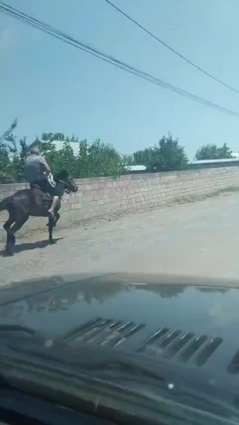 @Pitomnik_ağcabedi_volkadav.Mir