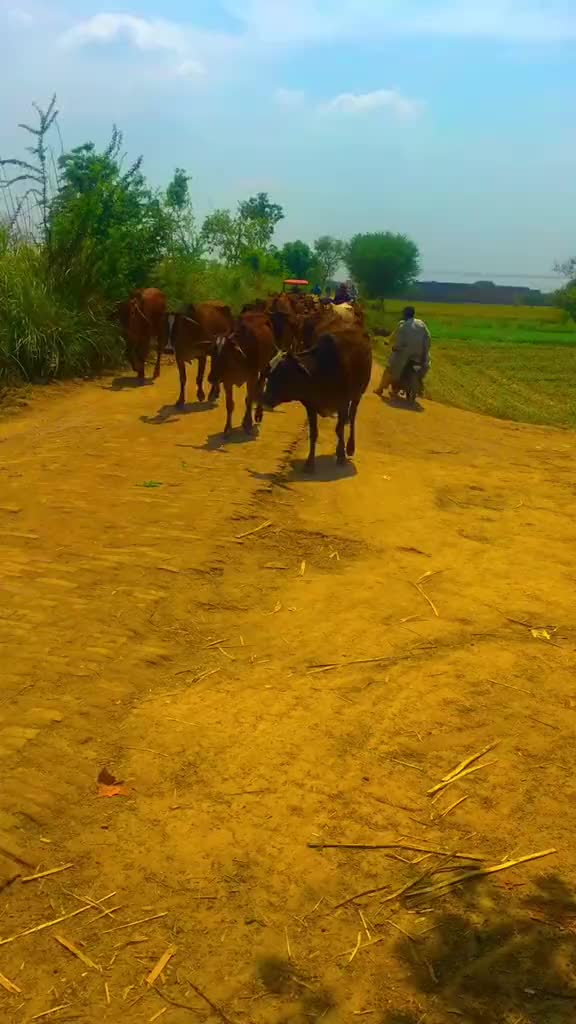 @🥷Malik Usman Khokhar 🥷🦅🦅