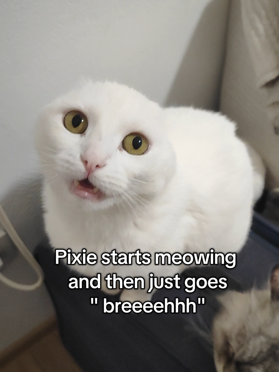 @Fluffy - the persian cat