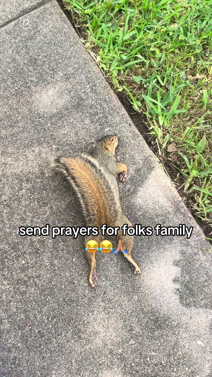 @synndatnih