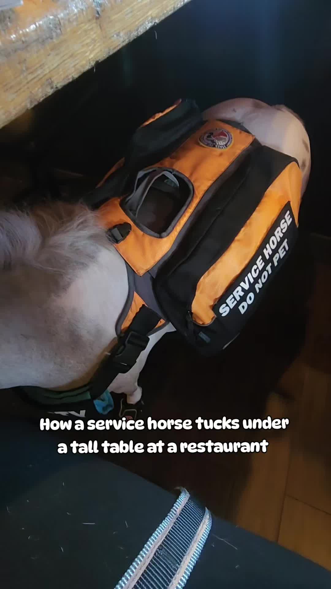 @minihorsemomandtrainer🐴🐴🐴🐴