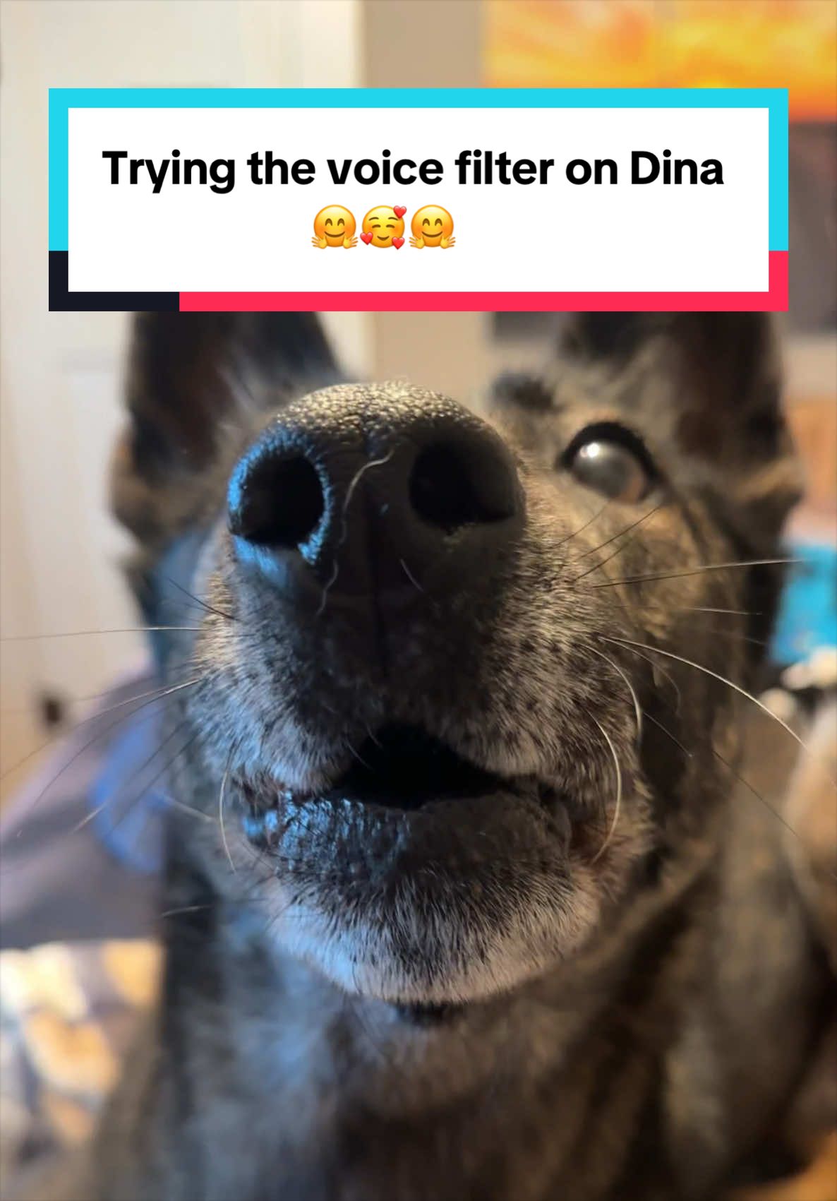 @K9 Dina
