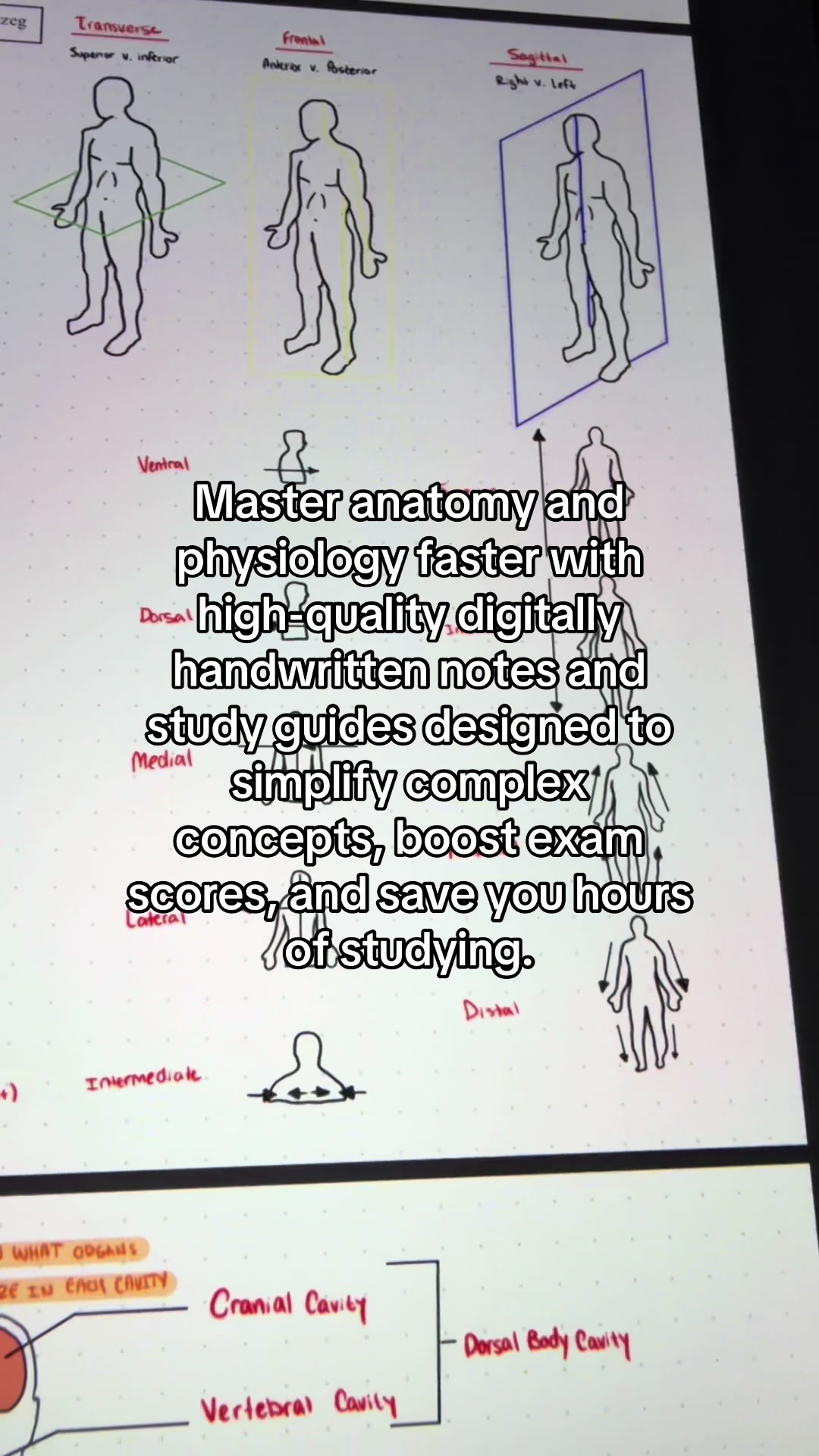 @Ollie | Anatomy & Physiology