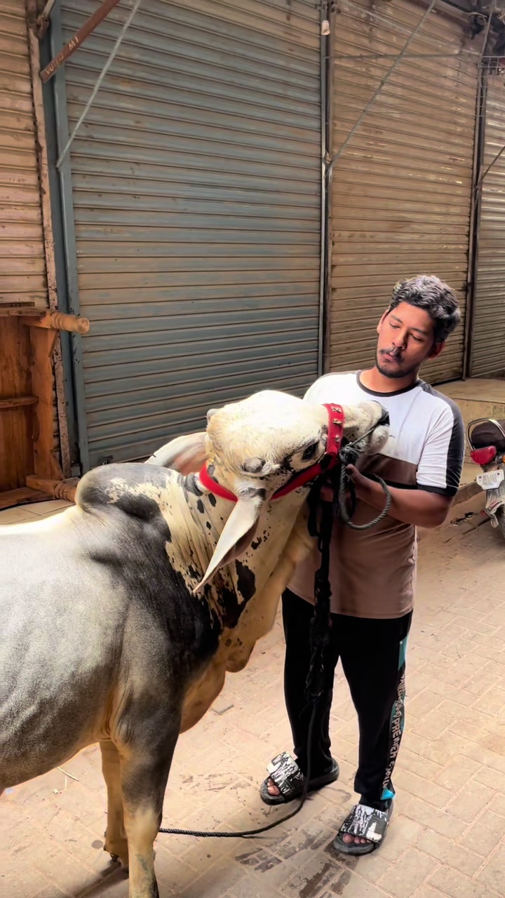 @Shah Goat Farm