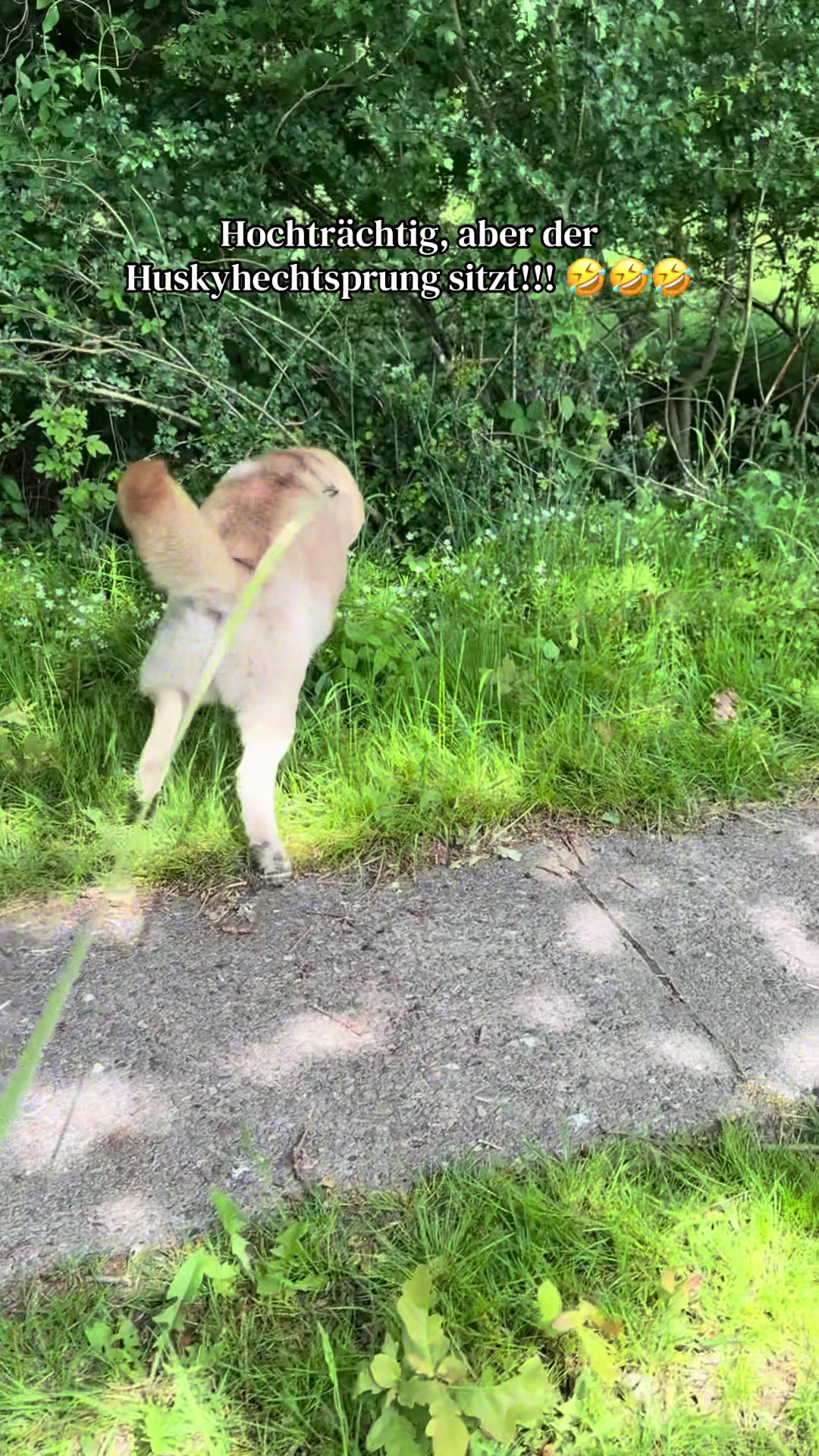@Lycanis Wolfdog&reg;