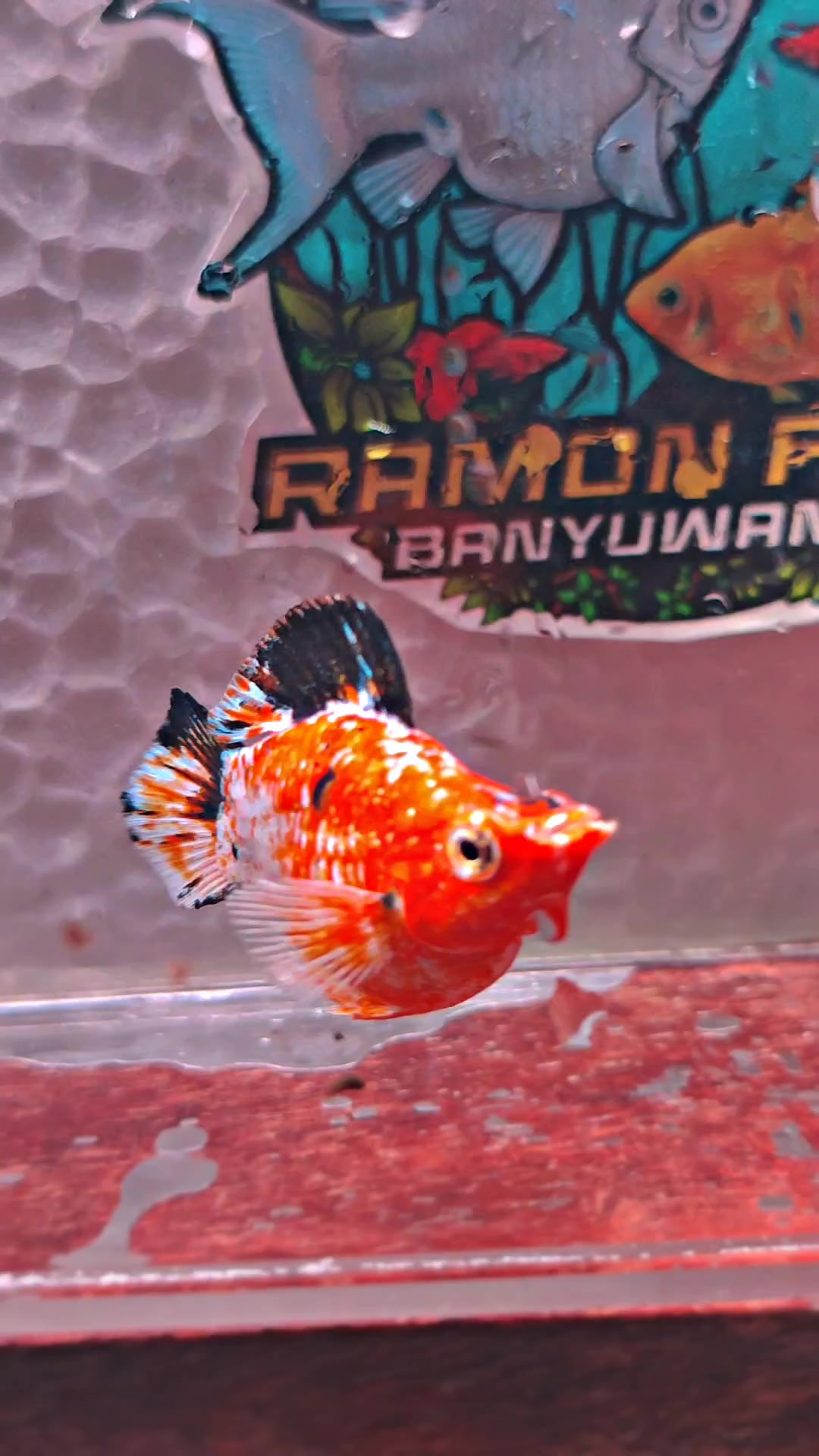 @Ramon Fish Banyuwangi