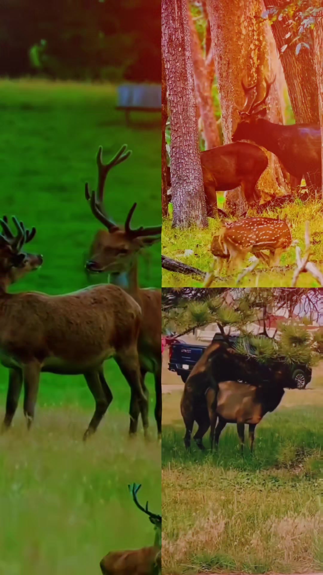 @love animal
