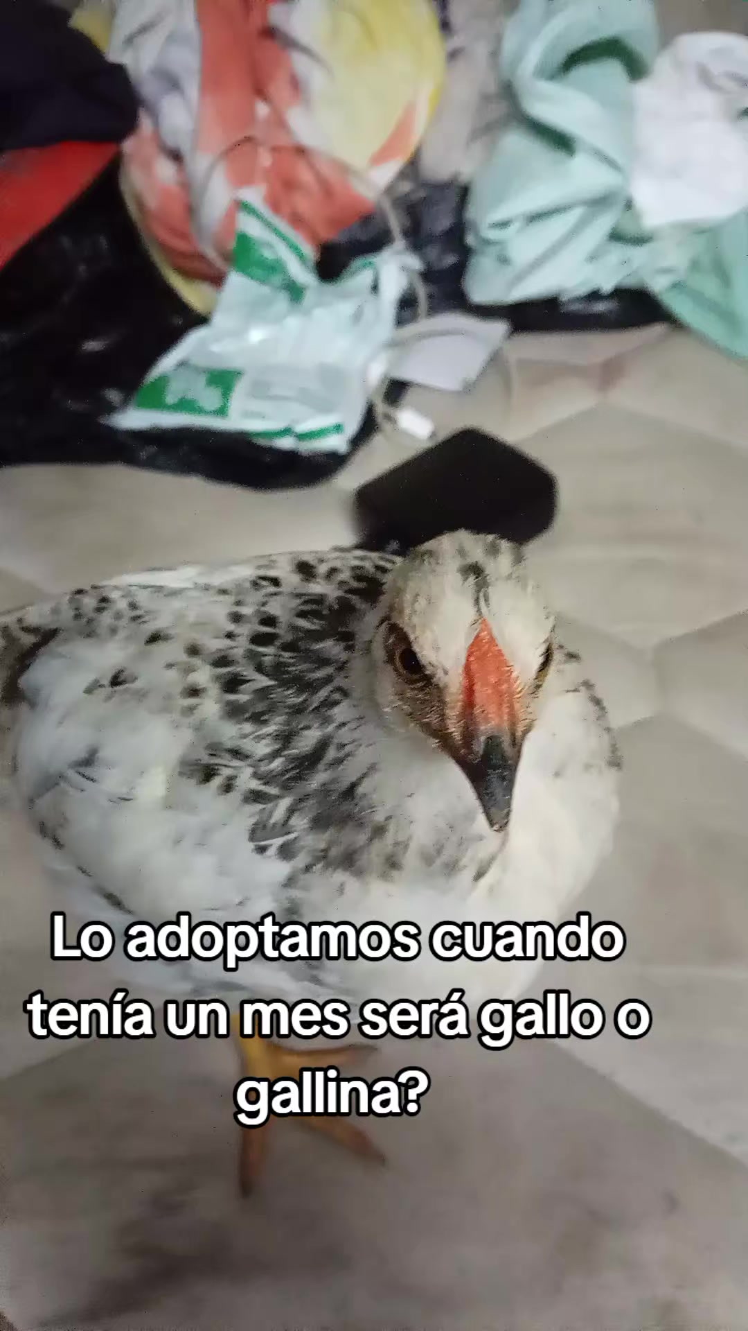 @Cj Andrade🇸🇻