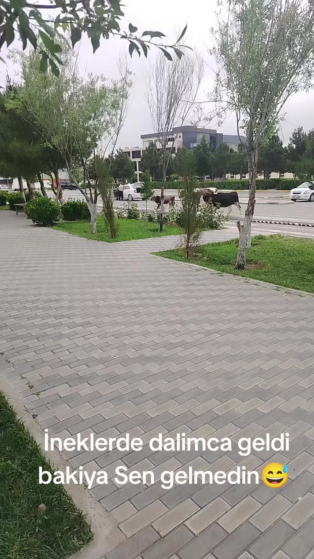 @Beylaqanli