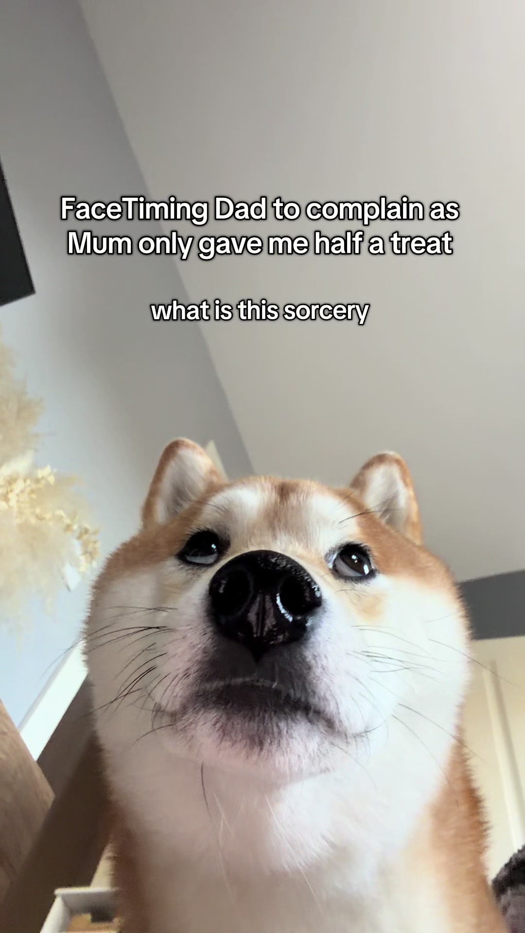 @Kenzo the Shiba
