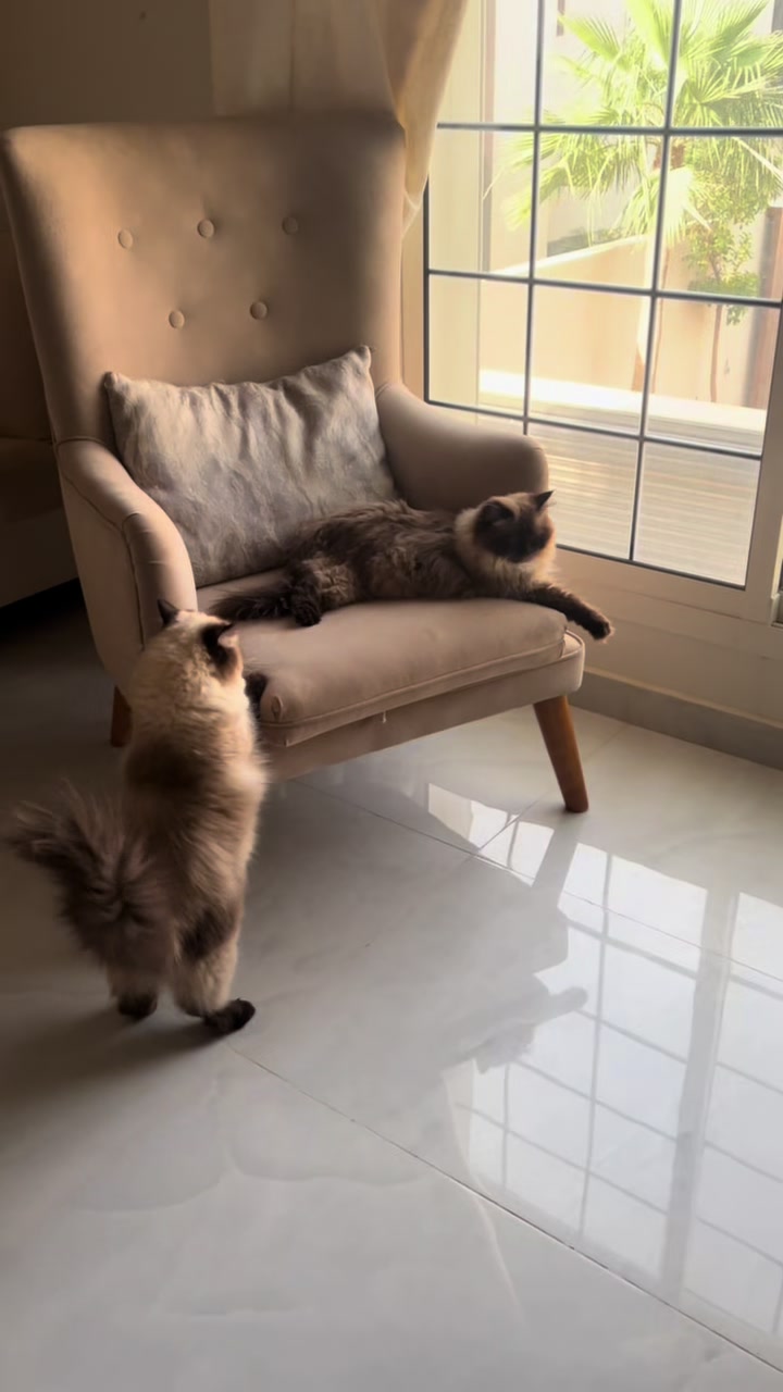 @himalayancat0