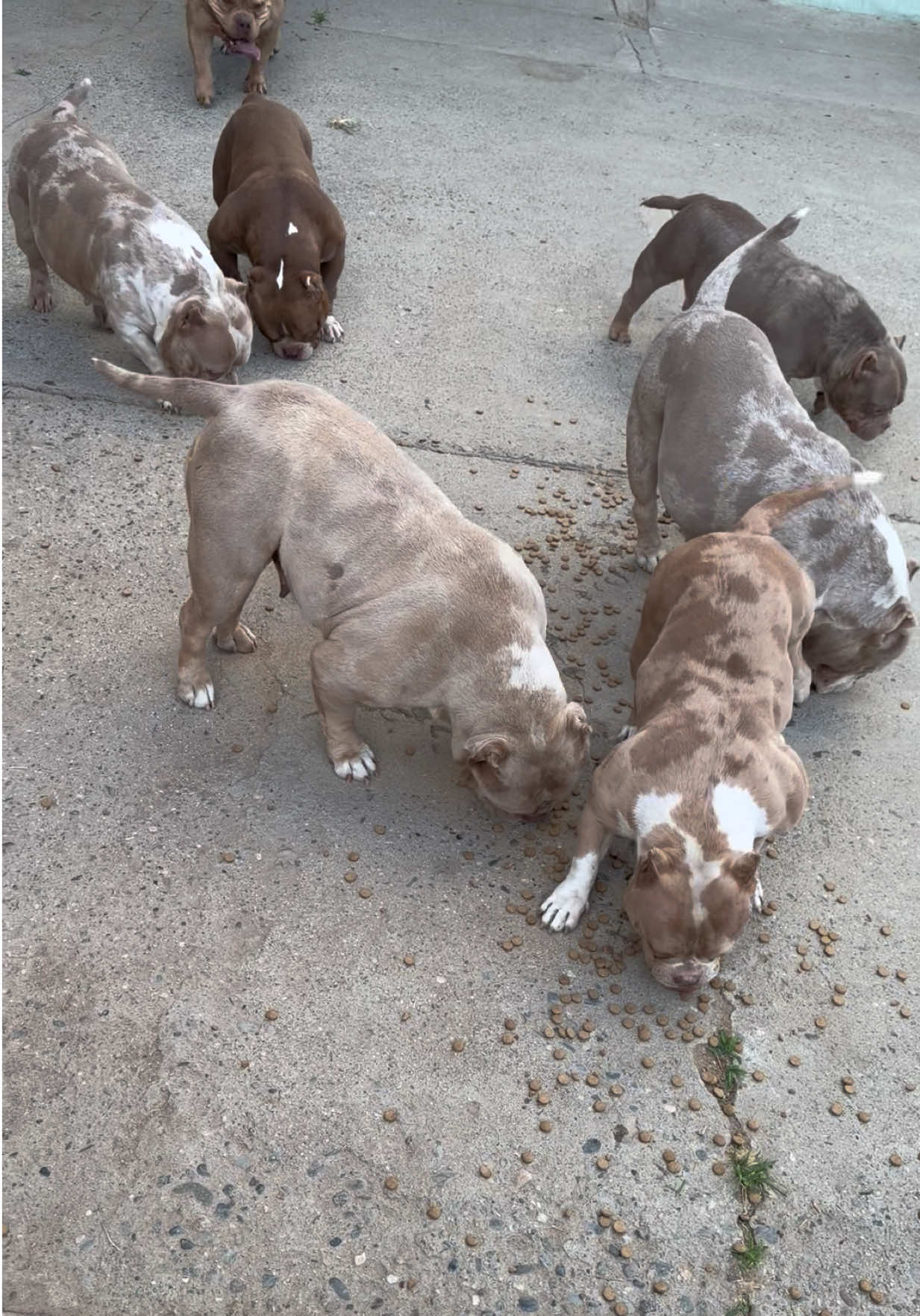 @SGBULLYZ