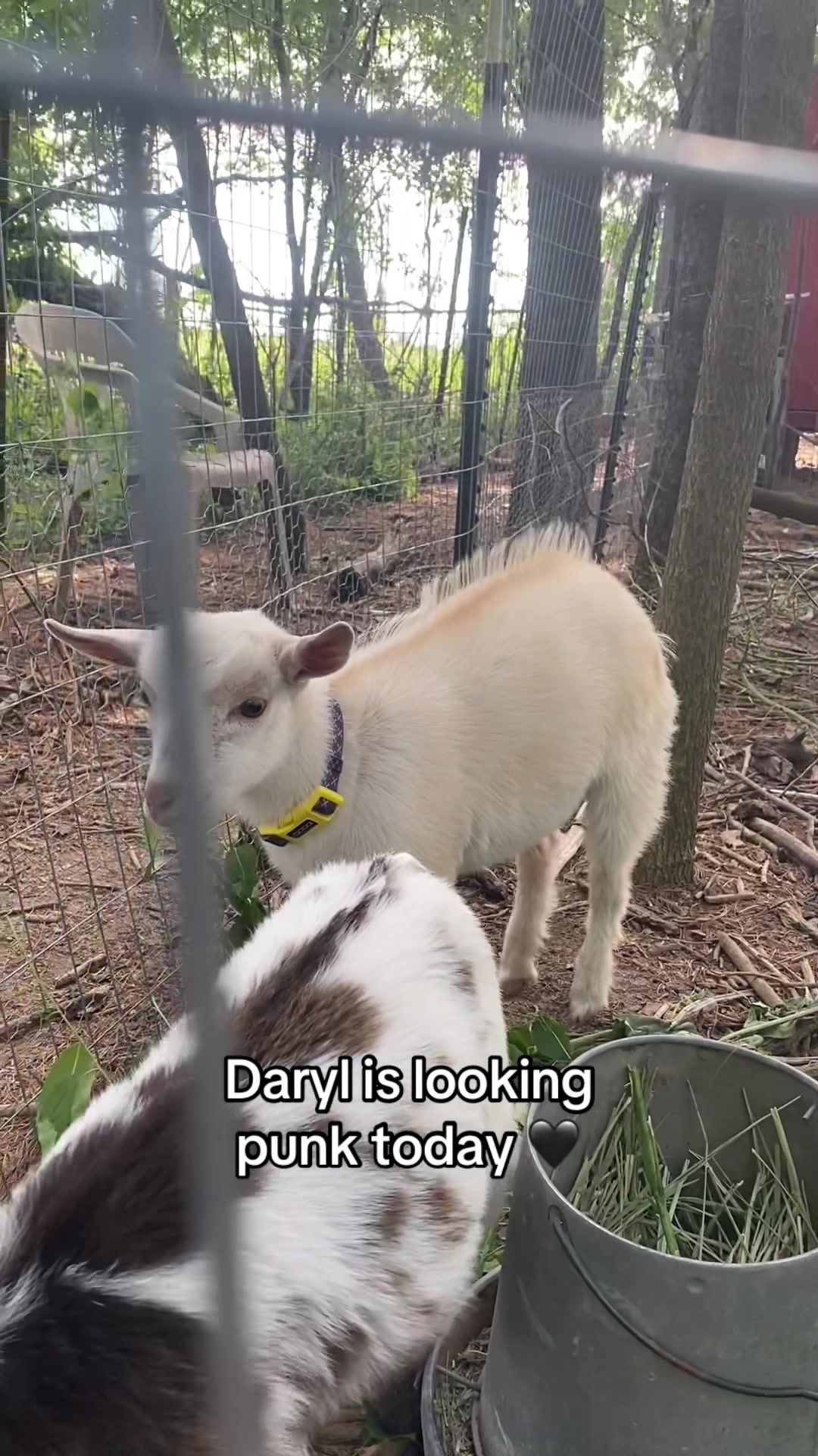 @G.O.A.T.Goats (Meara)