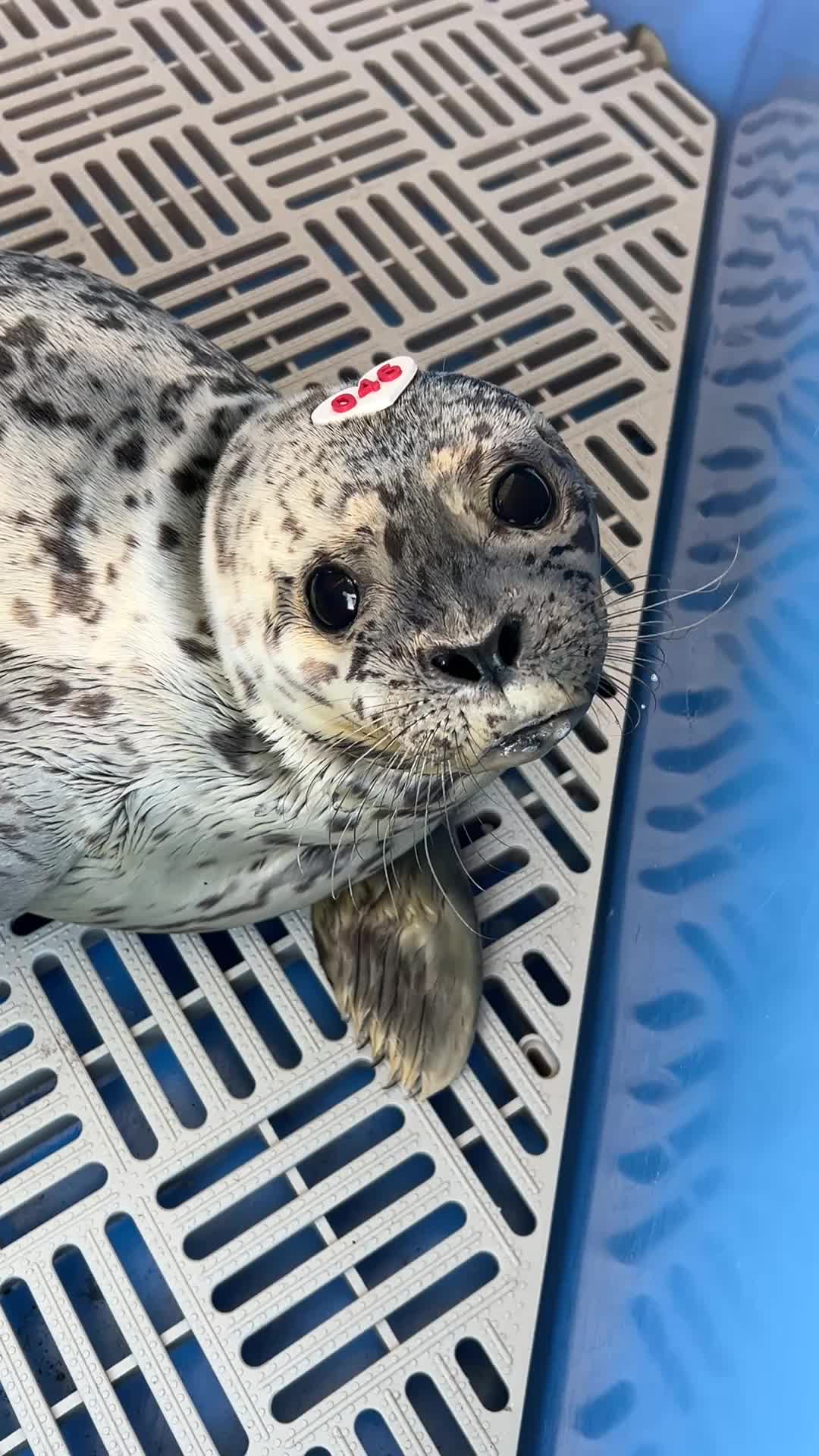 @Marine Mammal Rescue Society