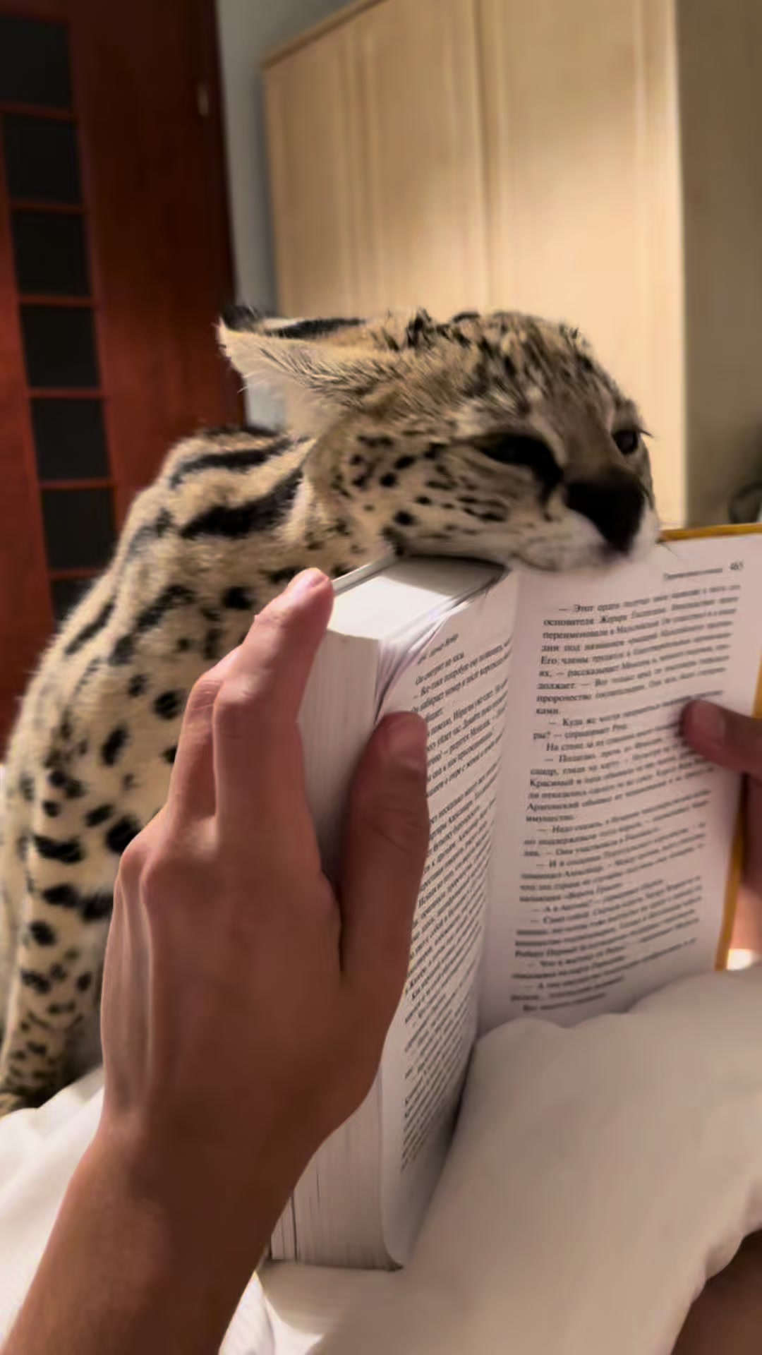 @Владислава Котова