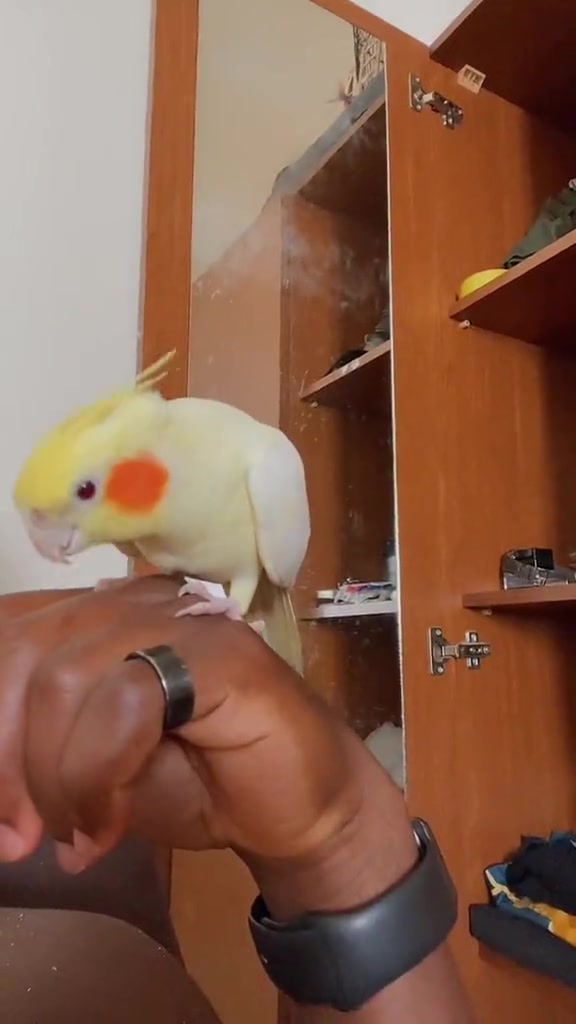 @Bixby the Budgie