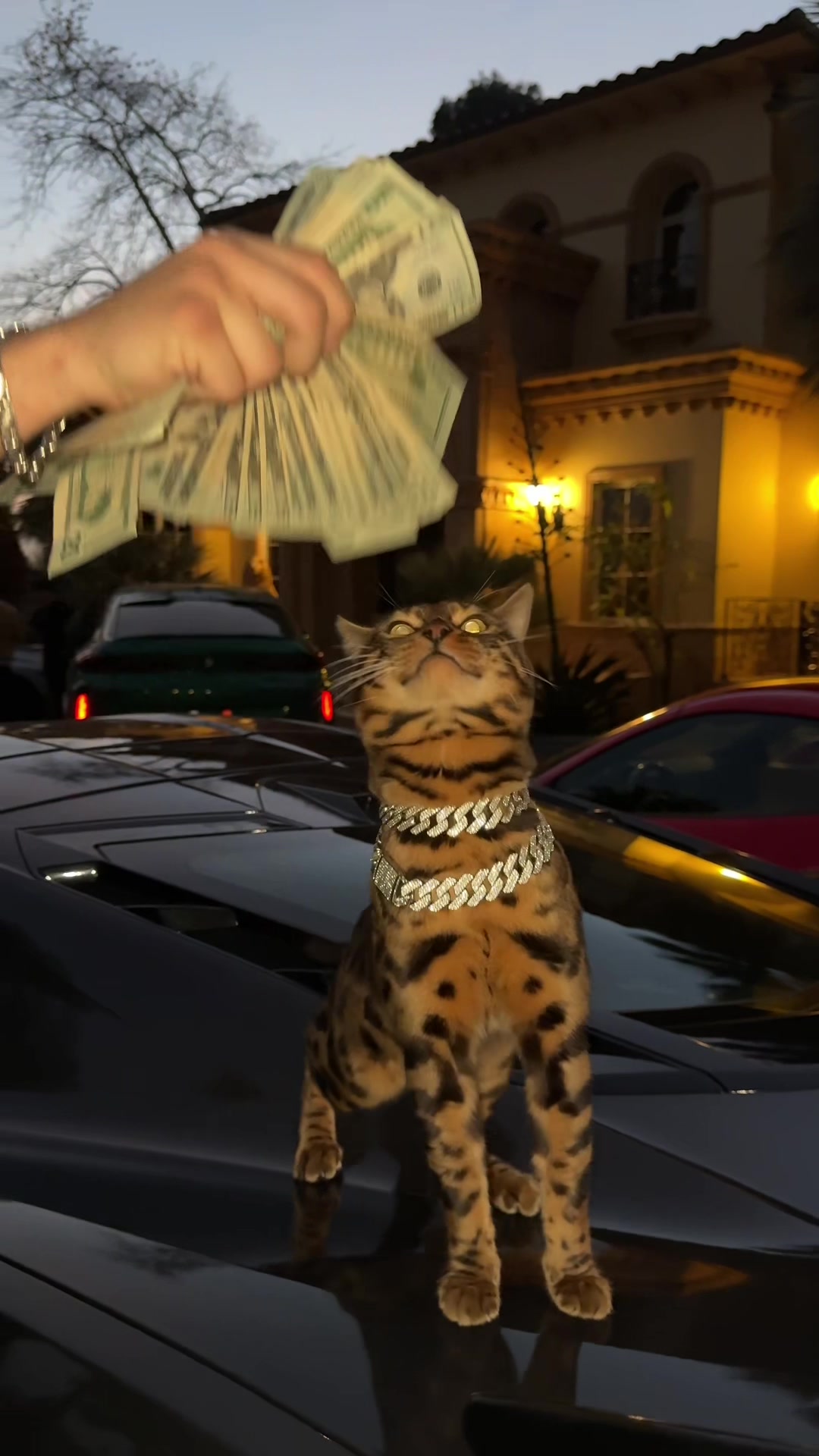 @Bengal Cats