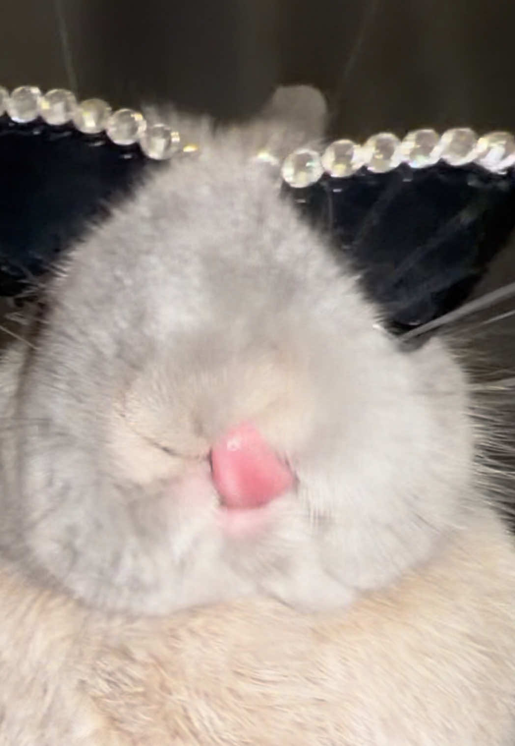 @PantoufleLapin