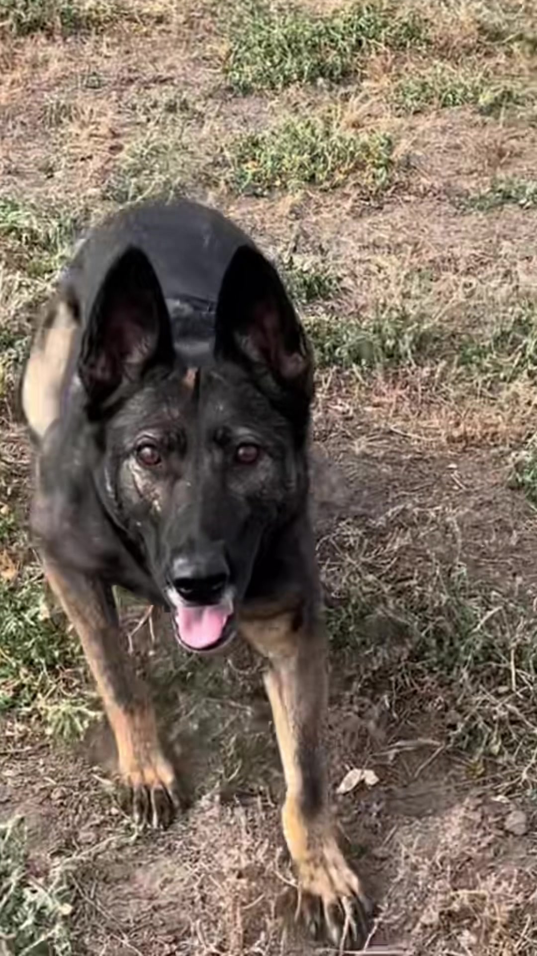 @K9 Dina
