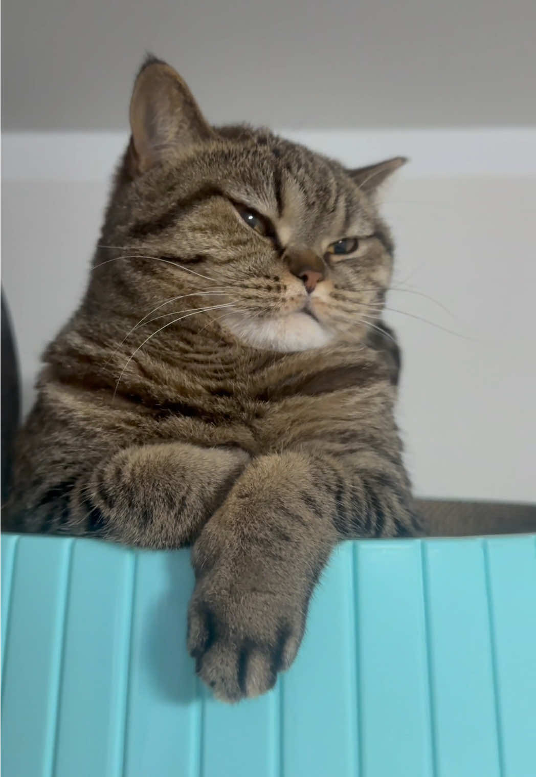 @Sonja_Kitty-Cat