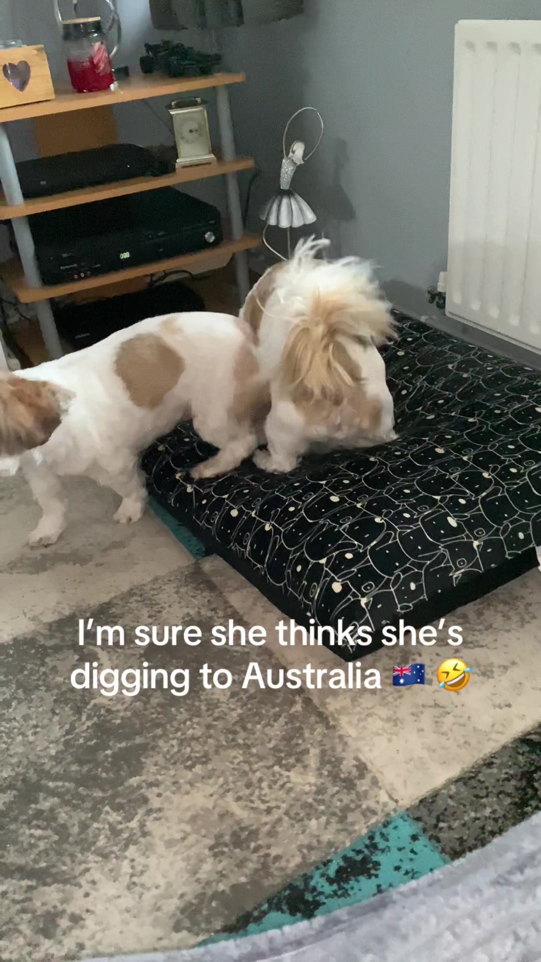 @Dotty and Daisy Shihtzu