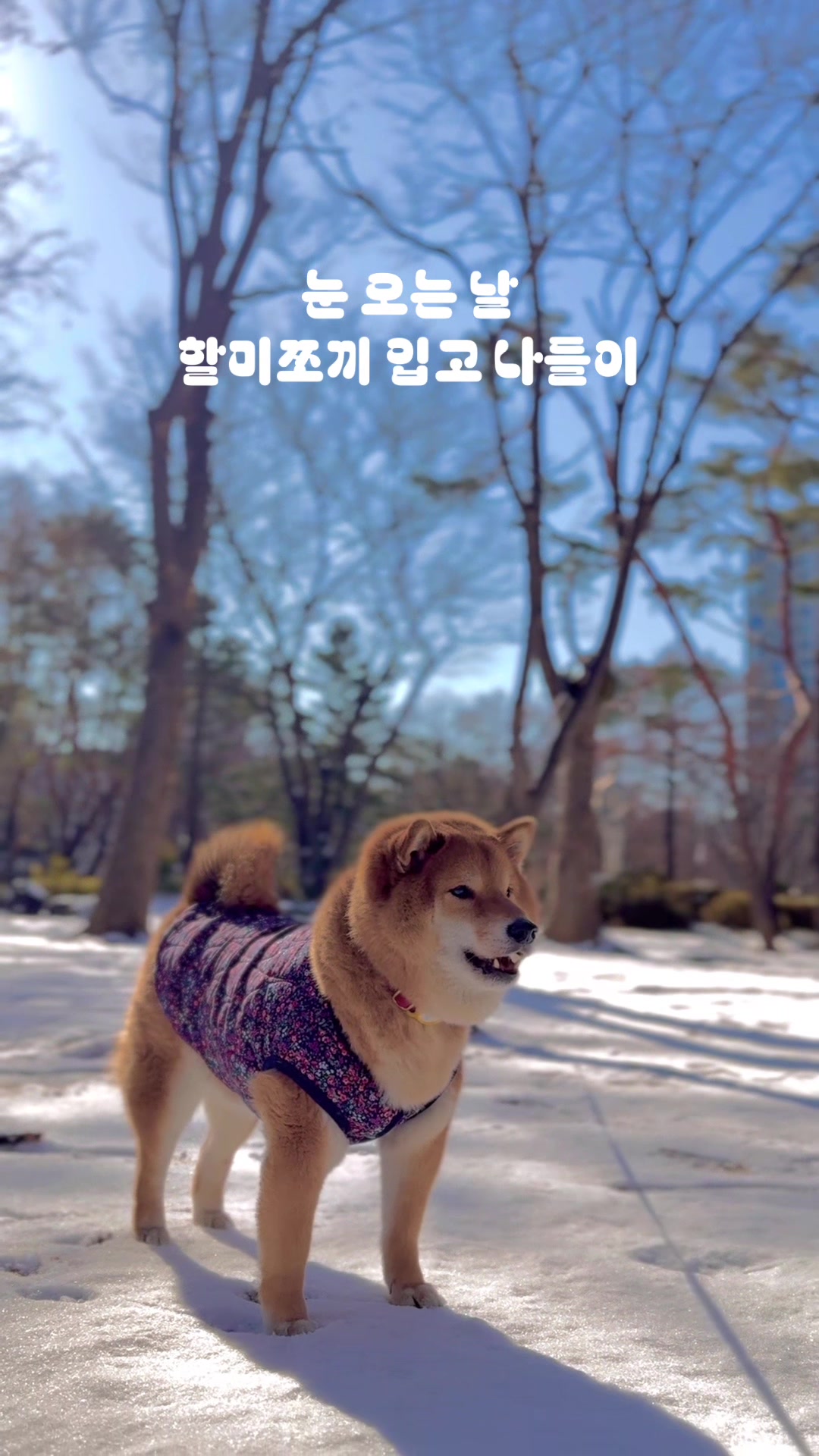 @틱톡하는시바🐕