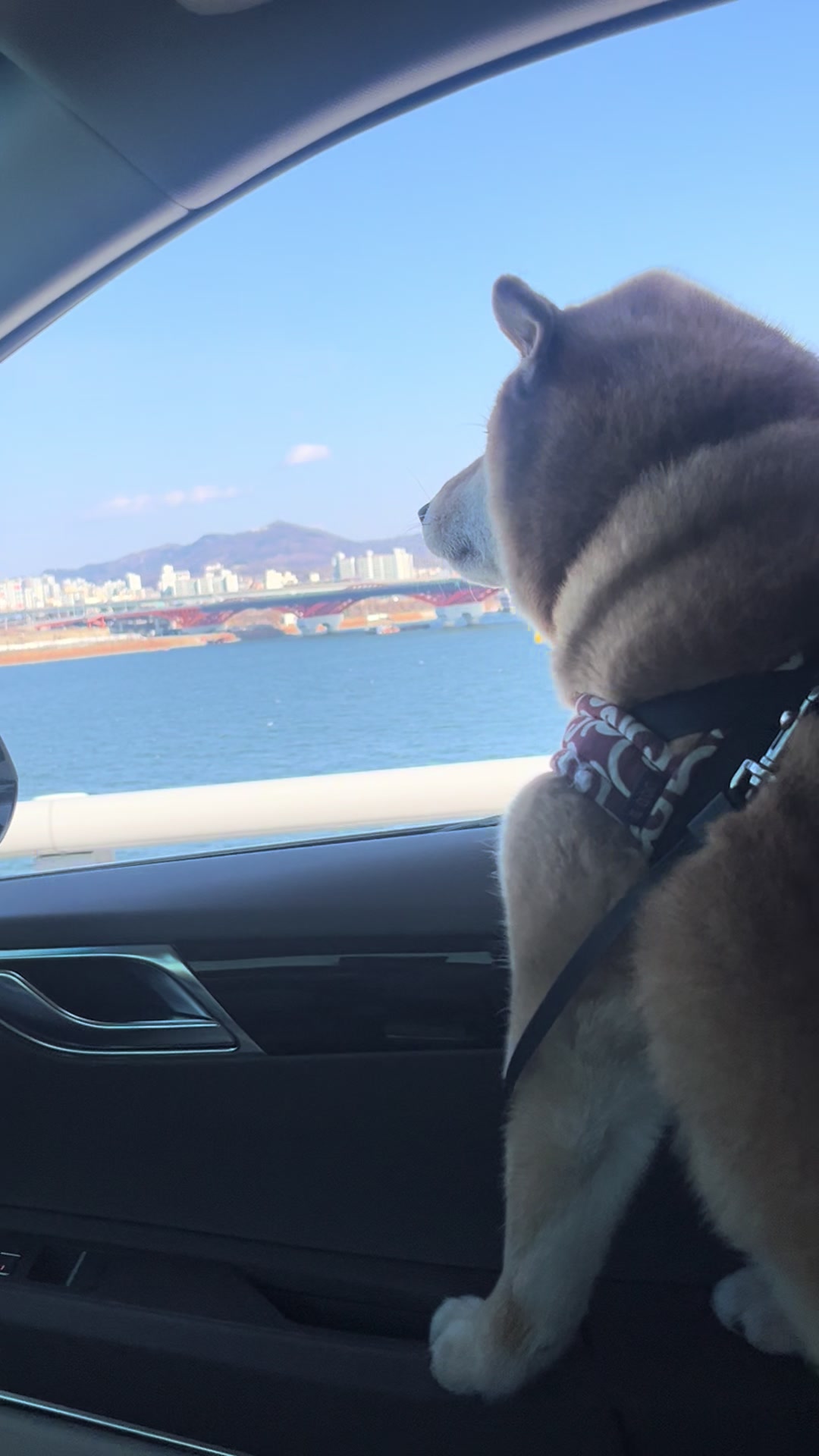 @틱톡하는시바🐕