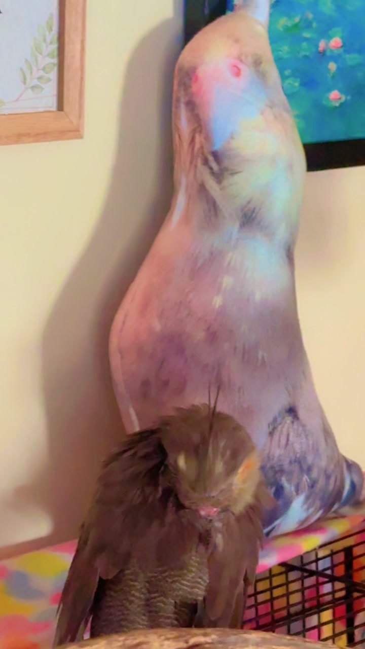 @Nɪᴋɪᴛᴀ𝚂𝚄𝙶𝙰🦜🐿