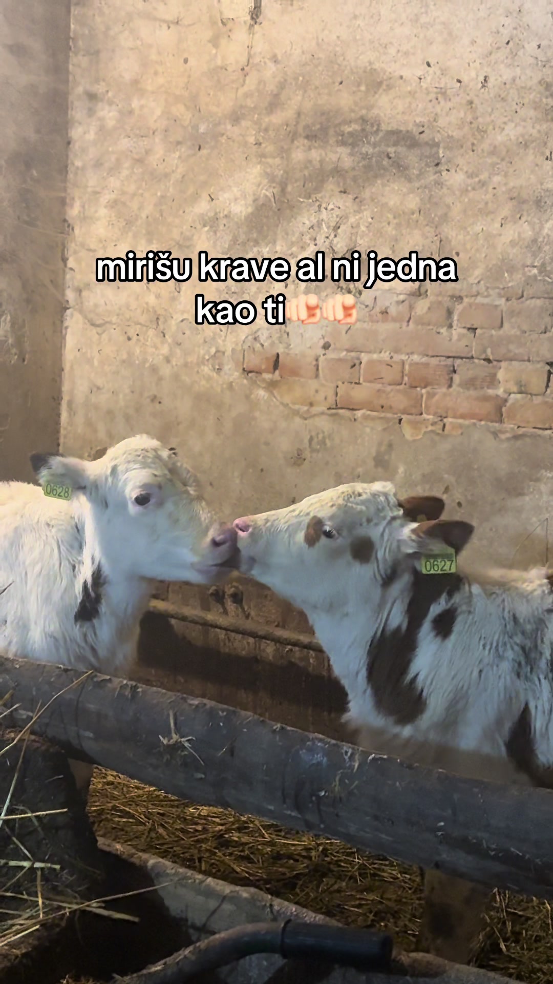 @Антонић Анастасија