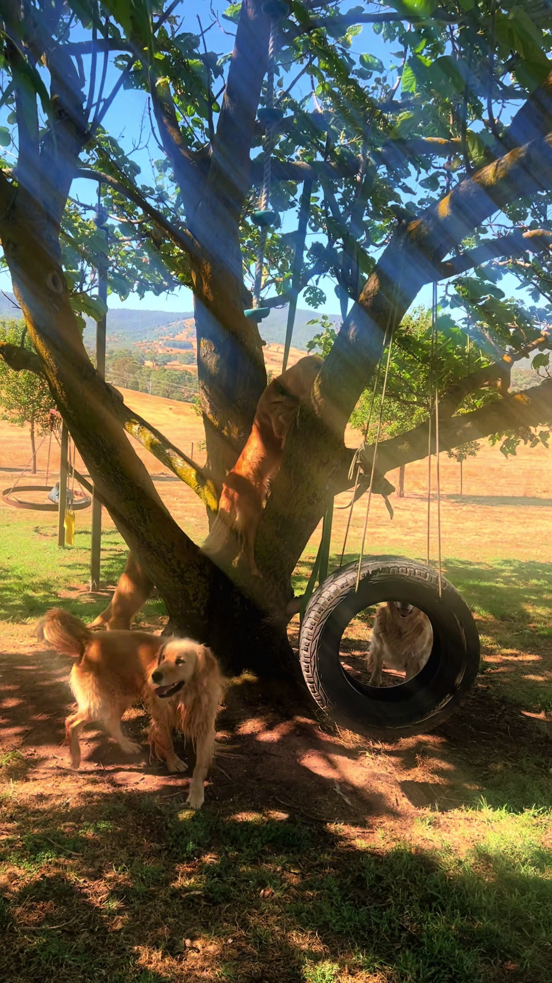 @HighCountryRetrievers