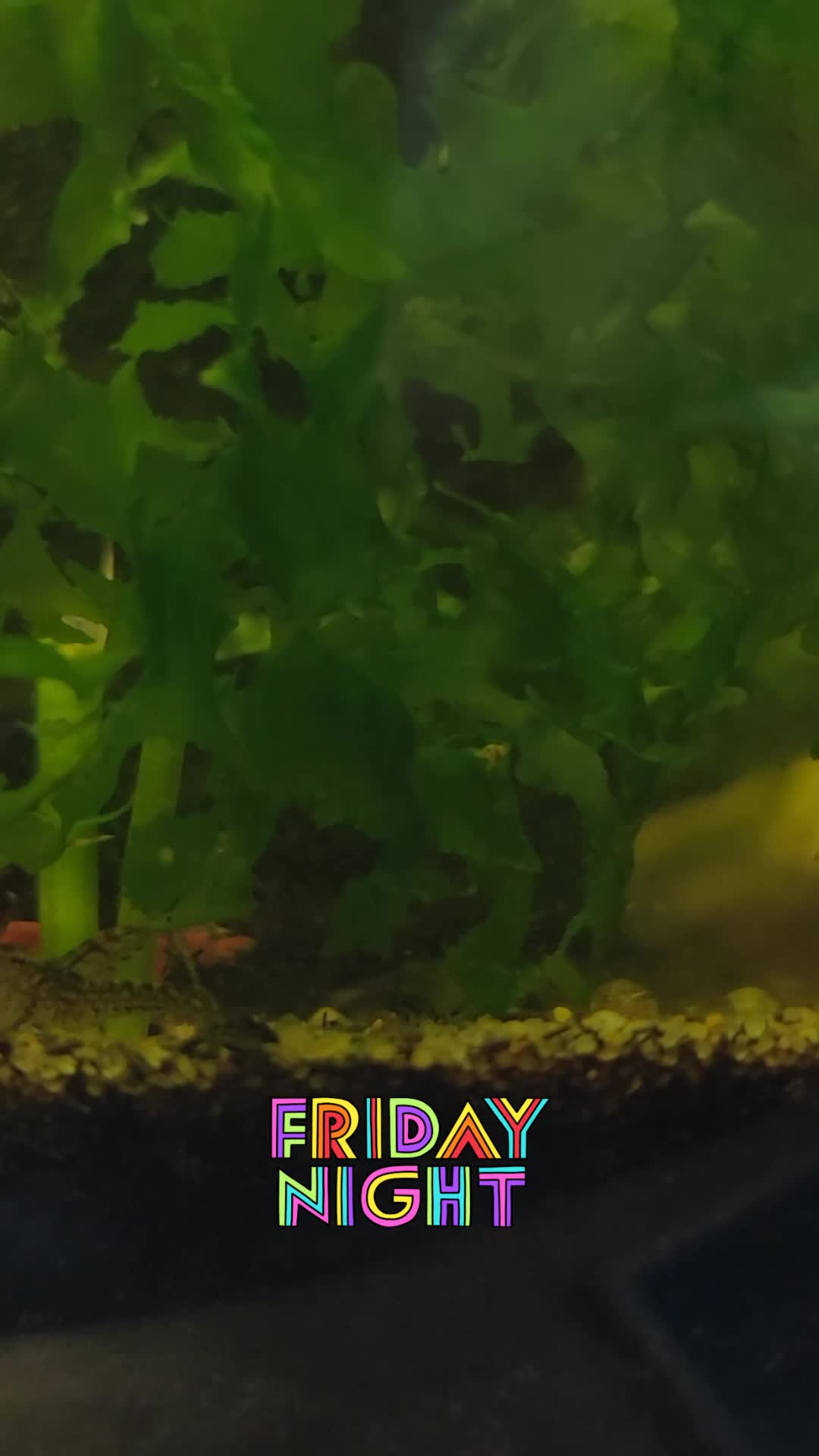 @Fishie Fishy Fish (nano, nano)