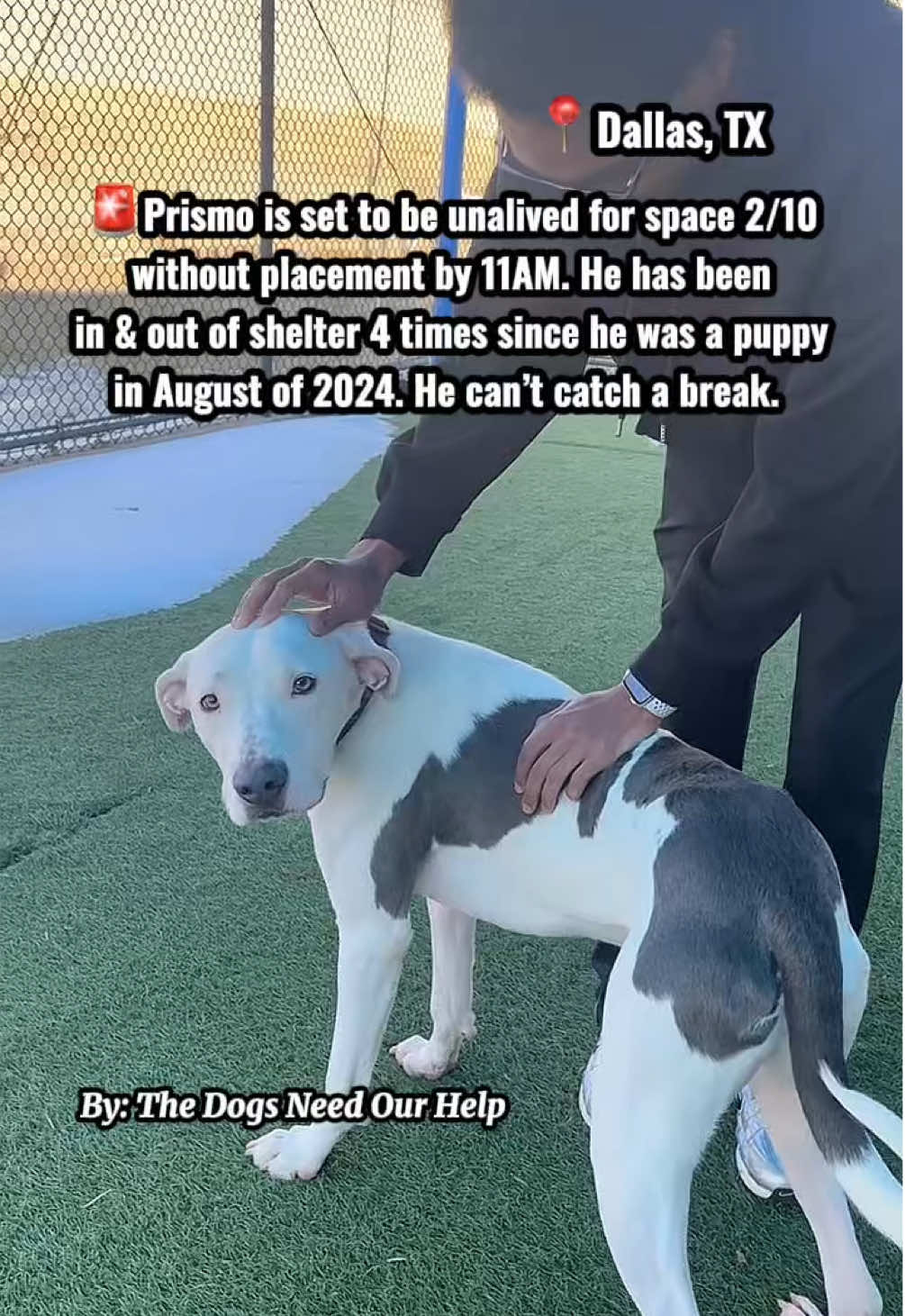 @The Dogs Need Our Help