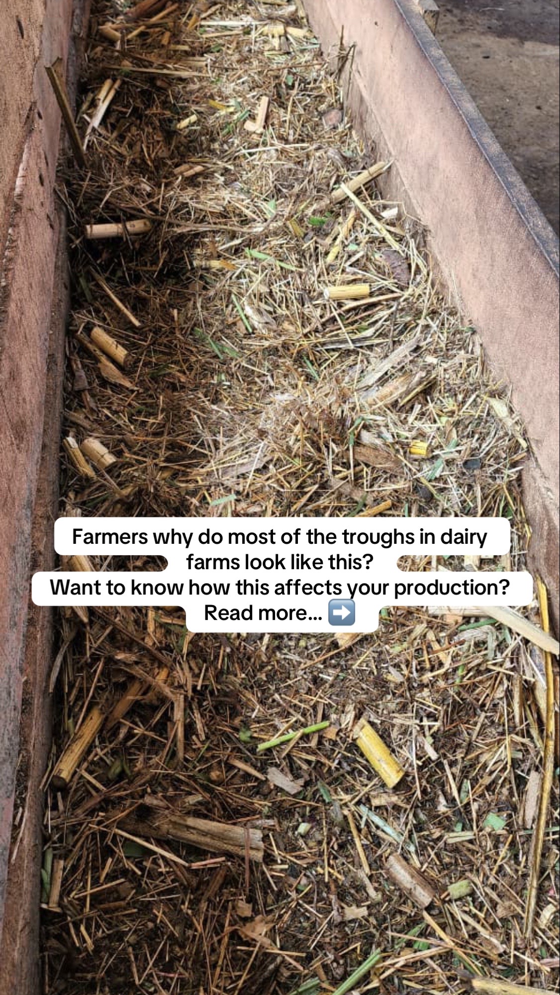 @Dairynetworks