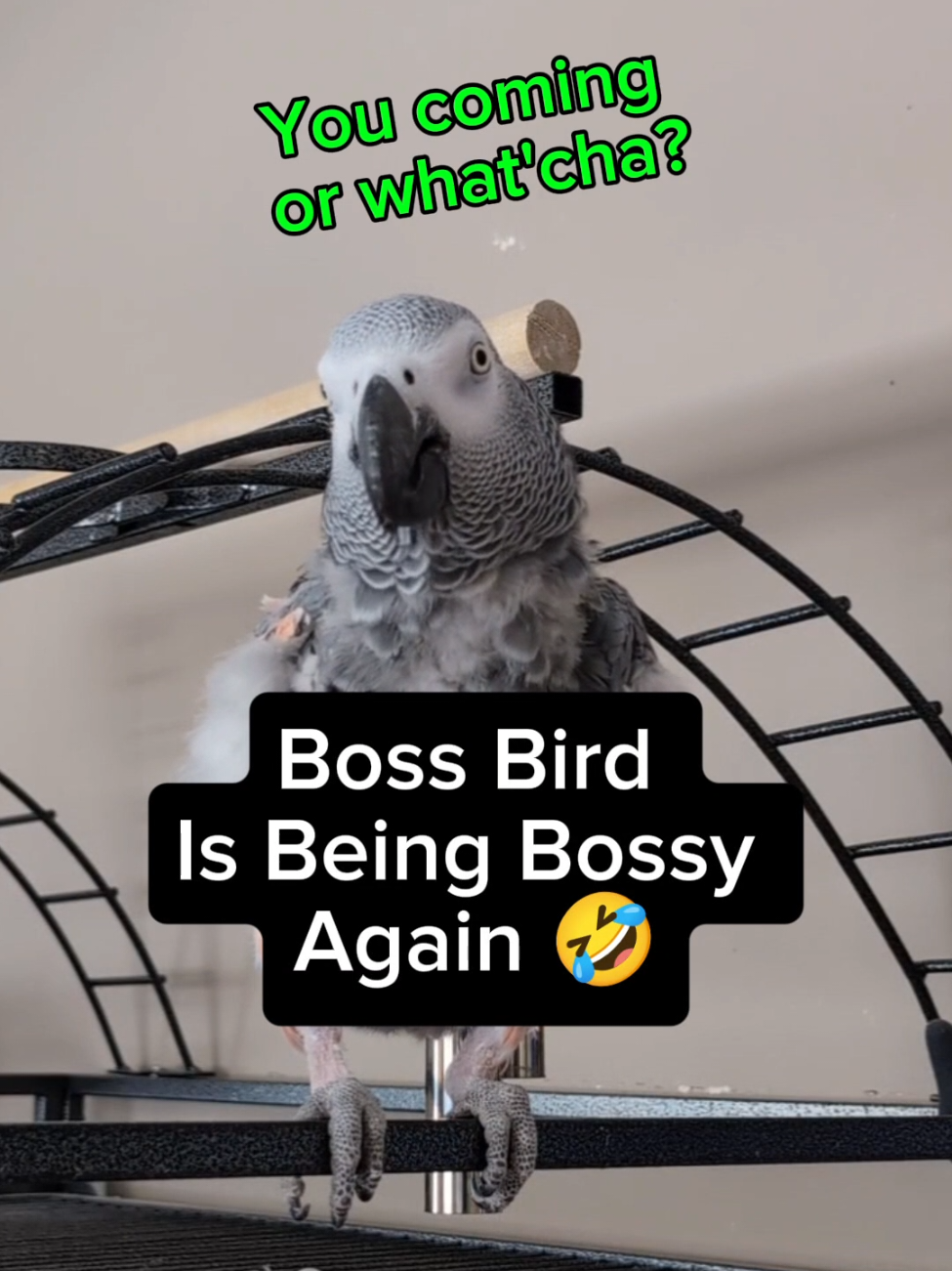 @Cosmothefunnyparrot