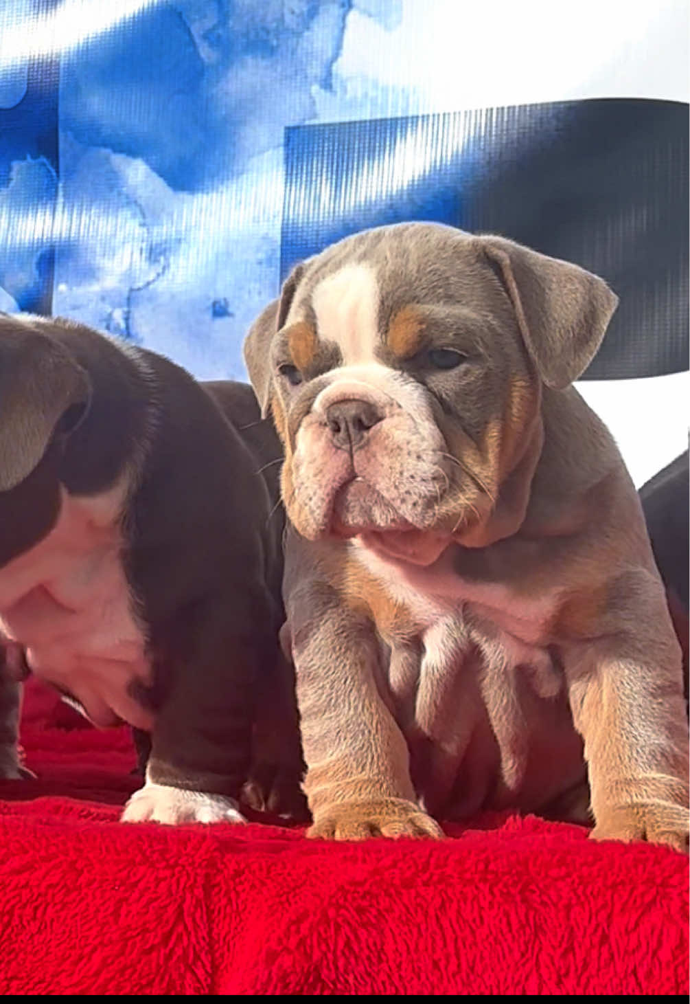 @1of1bulldogz