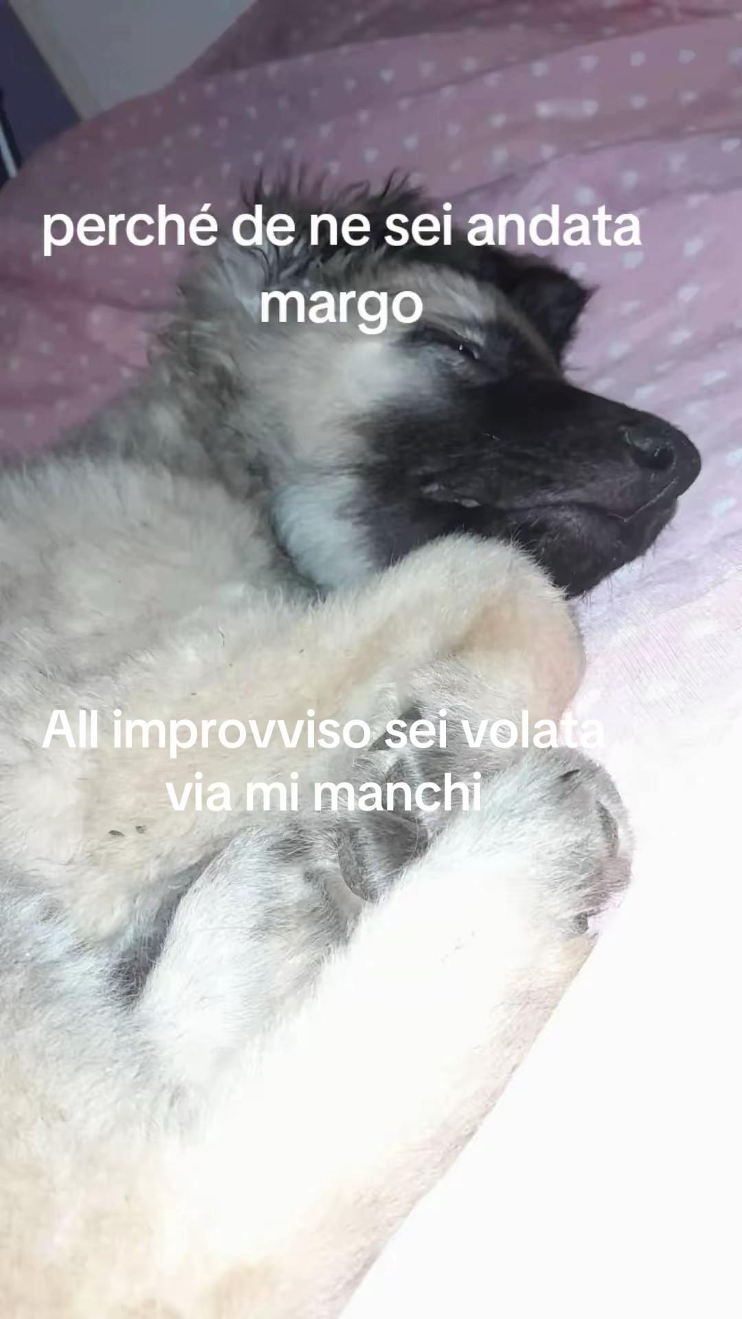 @Violabizzari