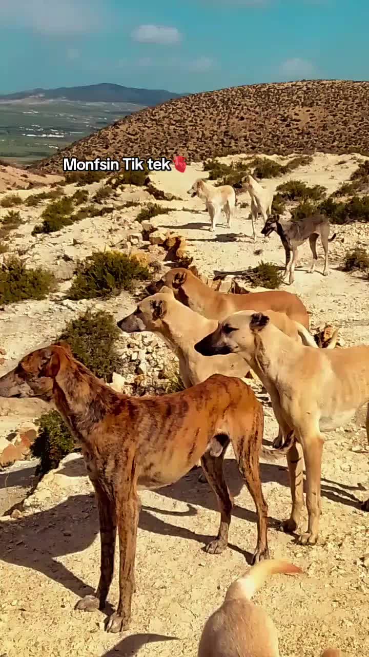 @ali..... khadroui ...🖤...🦝